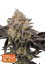 Fast Buds Cannabis Seeds Gorilla Cookies FF
