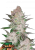 Fast Buds Cannabis Seeds Cream Cookies Auto