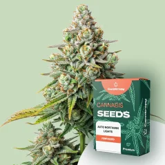 Canntropy Seeds Auto Northern Lights (Auto-înflorire)
