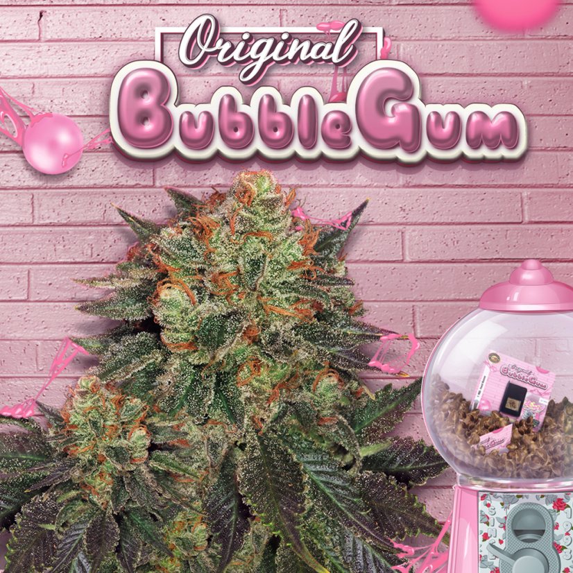 T.H.Seeds™ Cannabis Seeds Bubblegum, eri pakkaus, feminisoitu