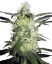 Sensi Seeds Cannabis Silver Haze® Regular, 10 kpl
