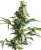 Sensi Seeds Cannabis Seeds Mexican Sativa® Regular, 10 db
