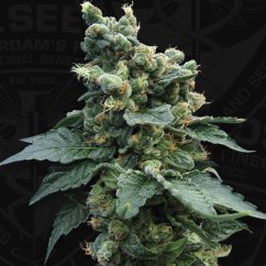 T.H.Seeds™ Kannabiksen siemenet SAGE™n Sour, eri pakkaus, tavallinen