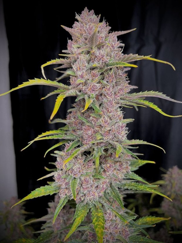 Fast Buds Cannabis Seeds Banana Purple Punch Auto