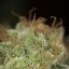 Silent Seeds Kannabiksen siemenet Lemon Tree Fast by Lemon Tree Feminized