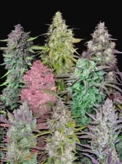 Fast Buds Cannabis Seeds Mix Pack Auto, 5 бр.