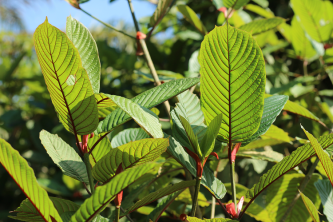 L-arbuxxell tropikali Mitragyna speciosa li minnu huwa derivat il-kratom