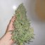Doctor's Choice Seeds Devotchka Auto Feminized