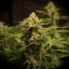 Doctor's Choice Seeds Devotchka Auto Feminized