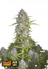 Fast Buds Cannabis Seeds Orange Sherbet Auto