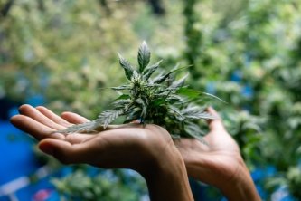 Kwiaty CBD: przewodnik dla początkujących