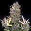 Doctor's Choice Seeds Purple Ryder Auto Feminized