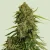 Royal Queen Seeds Atlas F1 Auto kannabiszmagok