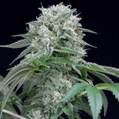 Silent Seeds Exotic Cannabis Seeds Starfire OG Feminized