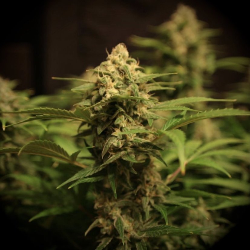 Doctor's Choice Seeds Devotchka Auto Feminized
