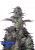 Fast Buds Cannabis Seeds Blueberry Auto