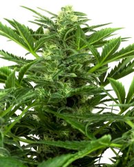 Sensi Seeds Cannabis Seeds Mandarin Punch Automatic Feminized, 3-10 kpl