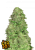 Fast Buds Cannabis Seeds CBD 20:1 Auto