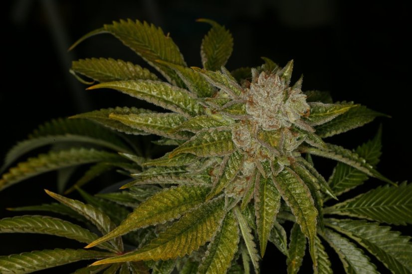 T.H.Seeds™ Kannabiksen siemenet MK-Ultra™, eri pakkaus, tavallinen