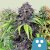 Royal Queen Seeds Cannabis Seeds CBD keverék