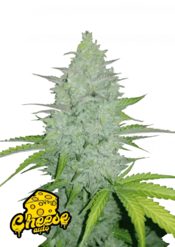Fast Buds Cannabis Seeds Cheese Auto