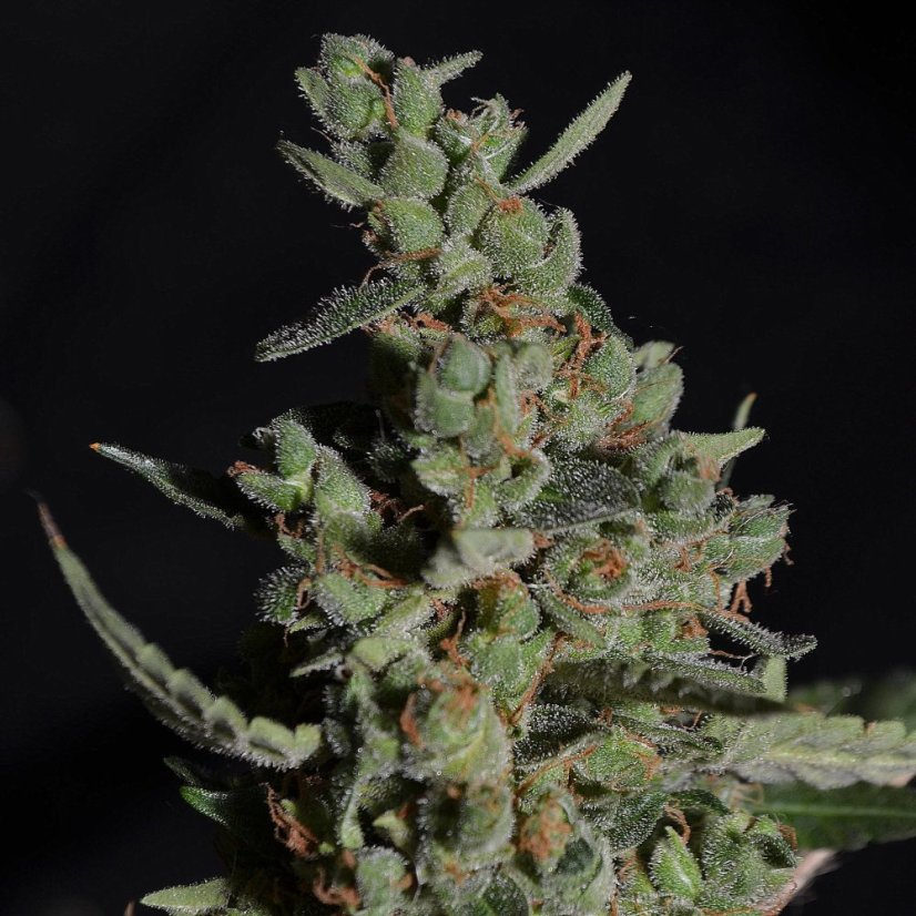 Doctor's Choice Seeds Rock Machine Auto Feminized