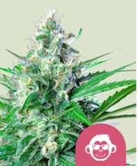Royal Queen Seeds Cannabisfrø Drueape feminisert