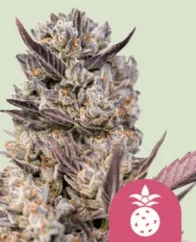 Royal Queen Seeds Cannabis Seeds Tropicana Cookies Purple Feminized
