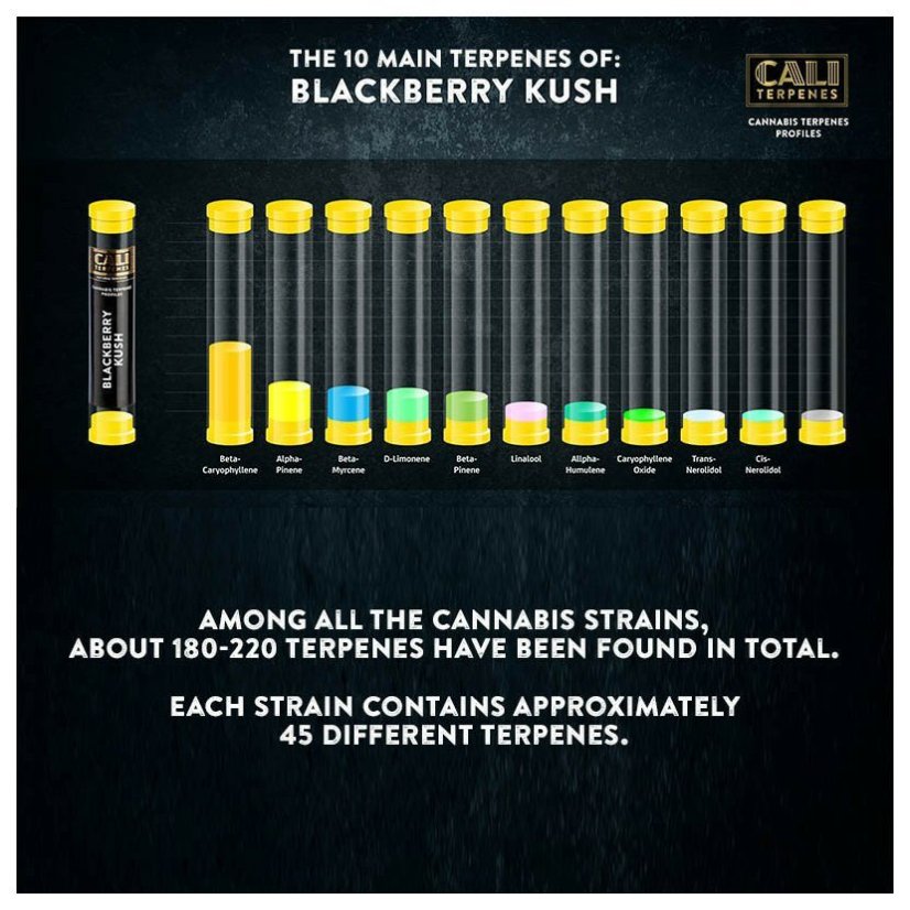 Cali Terpenes - ČERNIČNÝ KUSH, 1 - 1000 ml