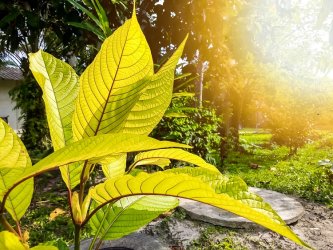 Mitragyna Speciosa - augs, no kura iegūst balto kratomu.