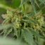 Silent Seeds Kannabiksen siemenet Lemon Tree Fast by Lemon Tree Feminized