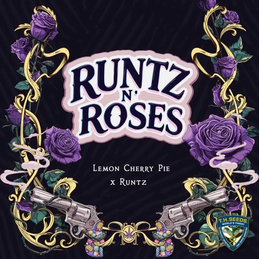 T.H.Seeds™ Cannabis Seeds Runtz N' Roses, eri pakkaus, feminisoitu