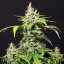 Doctor´s Choice Seeds DC Cure 1:1 Auto Feminized