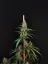 Fast Buds Cannabis Seeds Cheese Auto