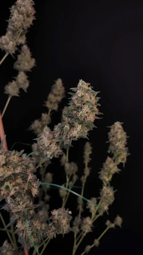 Fast Buds Cannabis Seeds Cheese Auto