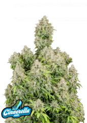 Friday next Friday ICE CUBE マリファナ 大麻 CBD Can You Dig It? | Ice Cube | Music Video | Everythangs Corrupt