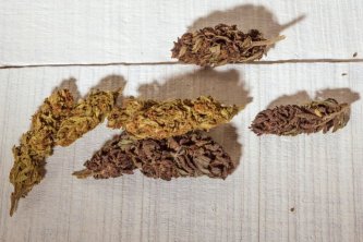Czy lepsze są kwiaty suche czy lepkie?