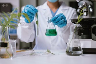 THCO izgatavošana laboratorijā ar mikroskopa palīdzību un auga salīdzināšana mēģenē un traukā