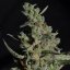 Doctor's Choice Seeds Rock Machine Auto Feminized