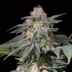 Silent Seeds Kannabiksen siemenet Lemon Tree Fast by Lemon Tree Feminized