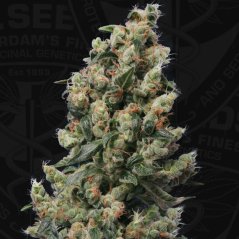 T.H.Seeds™ Semillas de cannabis Kushage™, paquete variado, regular