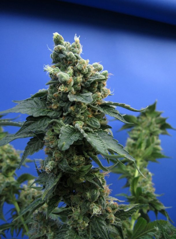 T.H.Seeds™ Kannabiksen siemenet SAGE™n Sour, eri pakkaus, tavallinen
