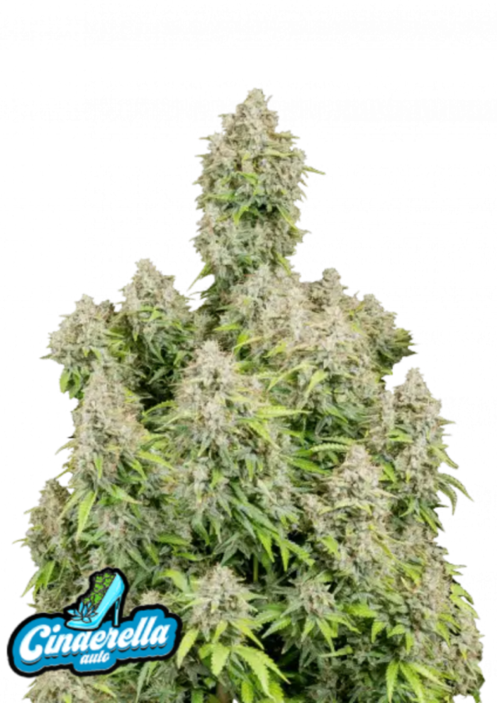 Friday next Friday ICE CUBE マリファナ 大麻 CBD Can You Dig It? | Ice Cube | Music Video | Everythangs Corrupt