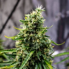 Doctor's Choice Seeds Rock Machine Auto Feminized