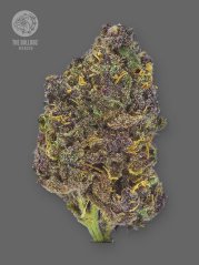 The Bulldog Seeds TB Purple CBD Auto, 3 și 5 buc
