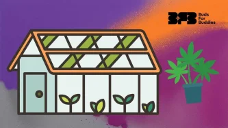 İç mekan kenevir yetiştiriciliği – saksıda genç bitkiler ve olgun bir bitkinin bulunduğu bir seranın grafik gösterimi, sağ üst köşede Buds For Buddies logosu İç mekan kenevir yetiştiriciliği – saksıda genç bitkiler ve olgun bir bitkinin bulunduğu bir seranın grafik gösterimi, sağ üst köşede Buds For Buddies logosu