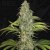 T.H.Seeds™ Semená kanabisu SAGE™ CBD, rôzne balenia, feminizované