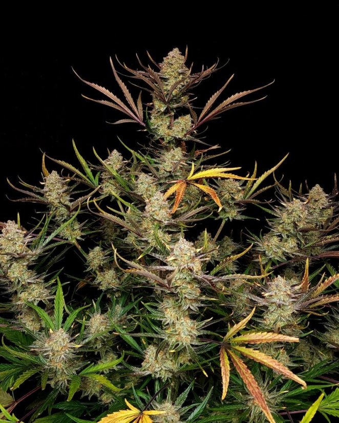 Fast Buds Cannabis Seeds Apple Strudel Auto