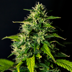 Doctor´s Choice Zaden DC Cure 1:1 Auto Gefeminiseerd