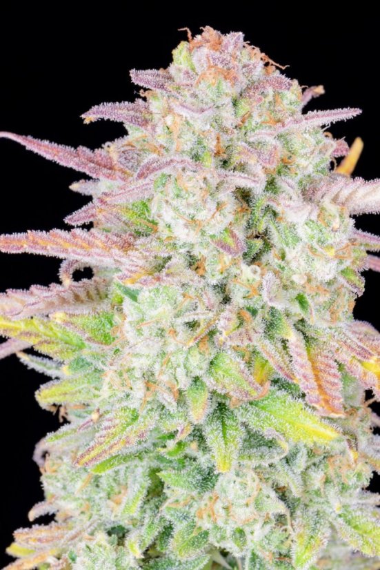 カラフル、サイケ、マリファナ、420 面白い雑草マリファナ、シャカジェスチャー、420シームレス